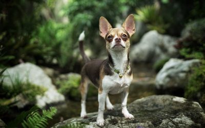 Peut-on mettre un GPS à un petit chien ?