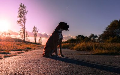 Chien perdu : comment faire pour le retrouver rapidement ?