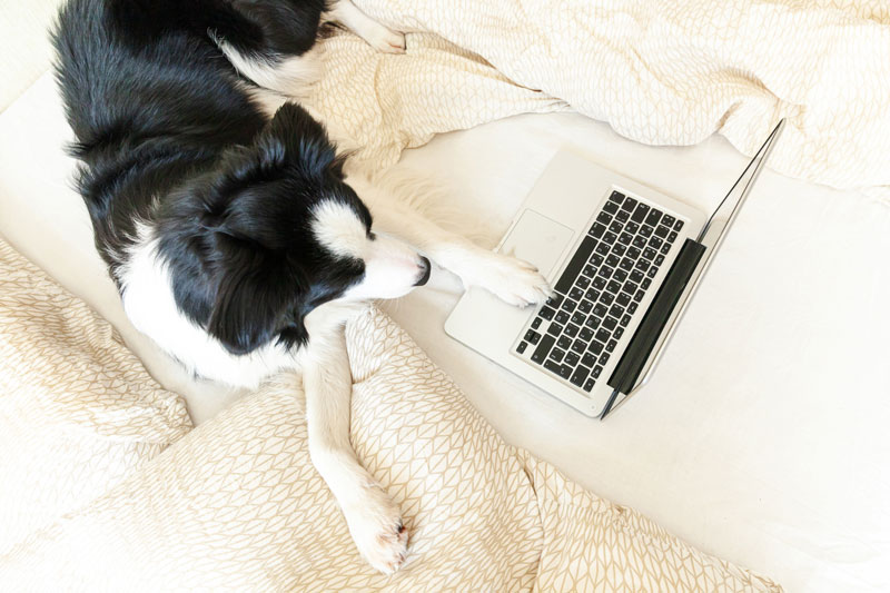 Chien qui cherche le bon modèle de GPS sur son ordinateur.