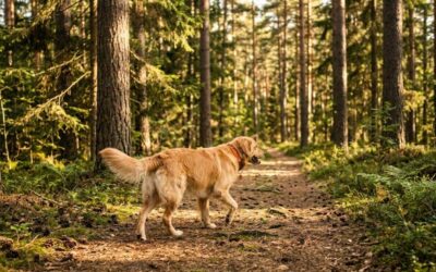 GPS chien sans abonnement : vraiment fiable ou fausse bonne idée ?